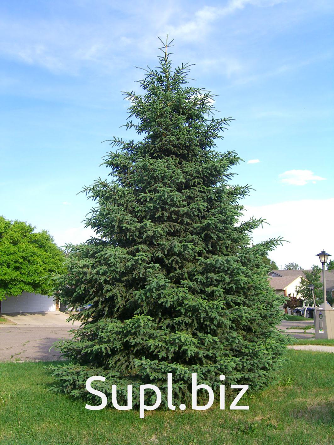 Ель сибирская picea obovata. Ели ду ели ес. Ель сибирская колючая. Ели ду ели ес. Ель обыкновенная биколор.