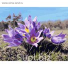 Рисование по номерам "Подснежники"