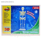 Конструктор деревянный 3D "Скелет человека"