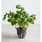 Руккола