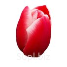 Благодаря своему элегантному внешнему виду и ранней готовности к срезке, тюльпаны Kung-Fu сорта Триумф занимают одно из лидирующих мест в рейтинге популярности…