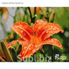 Рисование по номерам "Лилия" 40х50 см