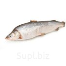 Муксун Якутский