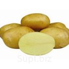 Картофель Джелли оптом 5+ 15р/кг