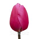 Тюльпаны оптом Jumbo Pink