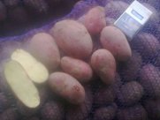 Предлагаем картофель продовольственный оптом .