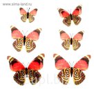 Магнит "Бабочка разноцветная", набор 6 шт., МИКС