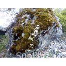 Валуны и глыбы различного диаметра(с мхоми без)