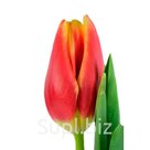 Тюльпаны оптом Buster