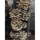 Продаем оптом грибы вешенки
