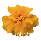 Бархатцы (Tagetes patula ). Safari . Orange