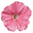 петуния (Petunia hybrida ). Celebrity . Salmon