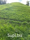 Травосмесь для рекультивации газопровода