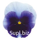 Виола (Viola wittrockiana ). Inspire® Plus .  Beaconsfield