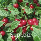Вишня войлочная Prunus tomentosa Восторг (7 лет)
