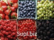 Предлагаем замороженные ягоды в ассортименте : черника ,клюква, брусника , малина , черная смородина и др.Для уточнения информации свяжитесь с нами по телефону…