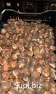 Луковицы тюльпана оптом из Голландии под заказ