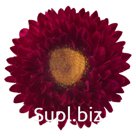 Астра (Callistephus chinensis ). Fan. Red