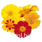 Бархатцы (Tagetes patula ). Disco. Mix
