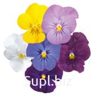 Виола (Viola cornuta ). Admire. Clear Mix