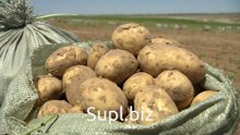 Астраханский картофель урожай 2025 года.
