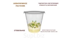 АКВАРИУМНОЕ РАСТЕНИЕ (СТЕБЕЛЬНОЕ) ГИДРОКОТИЛА СИБТОРПИОИДЕС  (HYDROCOTYLE SIBTHORPIOIDES)