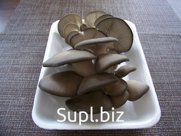 Грибы Вешенка