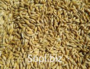 Barley