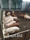 свинина крестьянская охлажденная или замороженая в тушах, полутушах