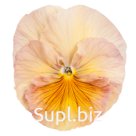 Виола (Viola wittrockiana ). Inspire. Peach Shades