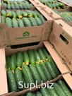 Огурец короткоплодный сорт Мамлюк