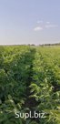 В продаже имеется двухгодичка в количестве 10 000 штук по оптовой цене 90 руб и одногодка в количестве 50000 штук по оптовой цене 60 руб сорт урожайный самовыв…