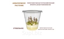 АКВАРИУМНОЕ РАСТЕНИЕ (СТЕБЕЛЬНОЕ) ПЕРИСТОЛИСТНИК МАТТОГРОССКИЙ КРАСНЫЙ (MYRIOPHYLLUM MATTOGROSSENSE RED)