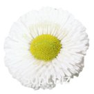 Маргари́тка (Bellis perennis ). Speedstar® Plus . White