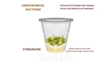 АКВАРИУМНОЕ РАСТЕНИЕ (СТЕБЕЛЬНОЕ) РОТАЛА КРУГЛОЛИСТНАЯ ВАЯНД (ROTALA ROTUNDIFOLIA SP. WAYANAD)