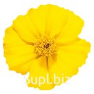 Бархатцы (Tagetes patula ). Disco . Yellow