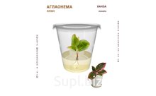 АГЛАОНЕМА ХАНЗА (KHANZA)