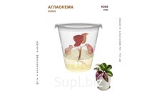 АГЛАОНЕМА КОБЕ (KOBE)