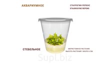 АКВАРИУМНОЕ РАСТЕНИЕ (СТЕБЕЛЬНОЕ) СТАУРОГИН РЕПЕНС (STAUROGYNE REPENS)