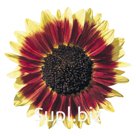 Подсолнечник  (Helianthus annuus ). Florenza.