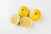 Помело мини