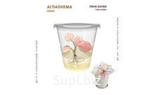 АГЛАОНЕМА ПИНК БАРБИ (PINK BARBIE)