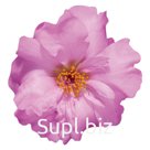 Портулак крупноцветковый (Portulaca grandiflora). Stopwatch. Rose