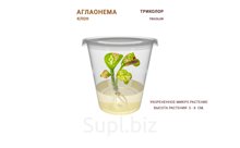 АГЛАОНЕМА TRICOLOR (ТРИКОЛОР)