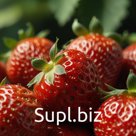 Свежая клубника оптом из Турции от 100кг Краснодар