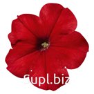 петуния (Petunia hybrida ). Celebrity. Red