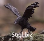 Авторская скульптура «Черный ворон».

Изготавливается на заказ по вашим размерам, цвету и стилю.
Материалы: металл, бетон, velvet clay.
Возможен индивидуальный…
