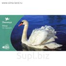 Мир на ладошке. Птицы. Игры с карточками (24 карточки)