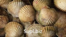 Морской гребешок
целый, не разделанный