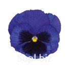 Виола (Viola wittrockiana ). Inspire® Plus . Blue Blotch